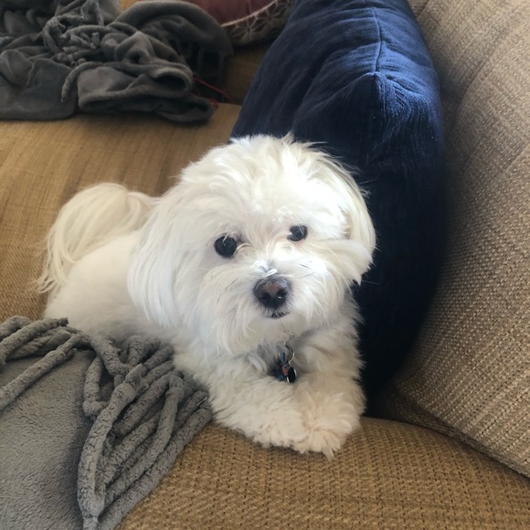 Meet your Posher, Lori - Picture 4 of 4